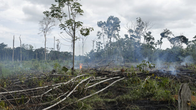 Venezuela é país com maior destruição de florestas na região amazônica, diz ONG