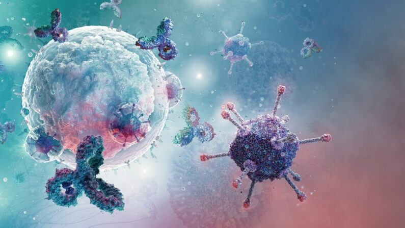Glóbulos brancos de células B, tipo de linfócito que produz moléculas de anticorpos. A célula B é um componente da imunidade humoral do sistema imunológico que produz anticorpos, protege contra patógenos: bactérias, vírus (By Corona Borealis Studio/Shutterstock)