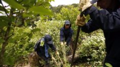 EUA mostram preocupação com o aumento de plantações de coca na Colômbia