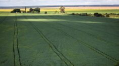 Produtores querem mostrar sustentabilidade da agropecuária na COP27