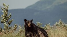 Moradores do Alasca relatam as causas por trás do número recorde de ursos saqueadores