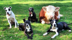 Mini touro rejeitado por seu rebanho encontra uma nova família – uma matilha de cães: ‘Ele age como eles’