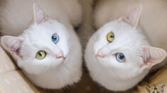FOTOS: Conheça esses adoráveis ​​gatos gêmeos que têm os olhos mais bonitos