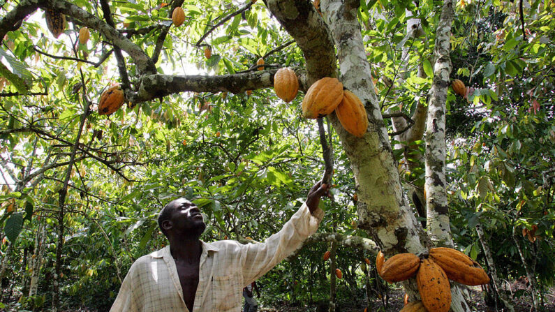 Um produtor verifica seus cacaueiros no vilarejo de Godilehiri, no sudoeste da Costa do Marfim, em 2007.  Fazendeiros de plantações da região estão chateados com a suspeita de apropriação indevida da receita do cacau ou lavagem de dinheiro. A Costa do Marfim é o maior produtor mundial de cacau, que juntamente com o café, representa 40 por cento das exportações do país e cerca de 20 por cento do produto interno bruto ( ISSOUF SANOGO/AFP via Getty Images)