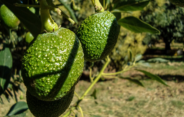 Foto sem data fornecida pelo Ministério da Agricultura e Desenvolvimento Rural (Sader), onde se pode ver parte de uma colheita de abacate, no México (EFE/Sader)