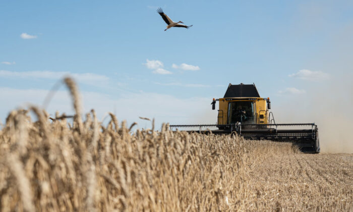 Uma cegonha sobrevoa uma lavoura de trigo enquanto uma colheitadeira da empresa agrícola TVK Seed colhe trigo não muito longe de Myronivka, Ucrânia, em 29 de julho de 2022 (Alexey Furman/Getty Images)
