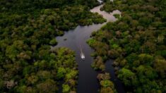 Abordagem de Lula ao desmatamento da Amazônia depende de ‘antigos esquemas de corrupção’ e financiamento dos EUA: analistas