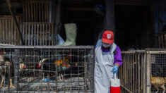 Uruguai detecta primeiros casos de gripe aviária