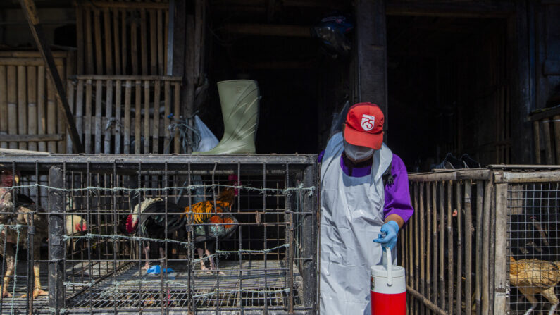 Um veterinário coleta uma amostra para verificação do vírus da gripe aviária para garantir a saúde das galinhas antes do mês sagrado do Ramadã em Bogor, Java Ocidental, em 13 de março de 2023 (Foto de ADITYA AJI / AFP via Getty Imagens)