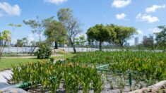Jardins filtrantes despoluem águas de riacho que desagua no Capibaribe