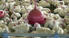 Japão retira embargo à importação de carne de frango de Santa Catarina