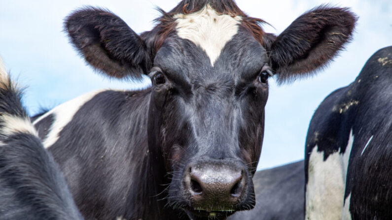 Como parte da Agenda Verde, esses países pretendem reduzir a poluição de nitrogênio e amônia, o que envolve uma redução drástica no número de cabeças de gado (Por Clara Bastian/Shutterstock)