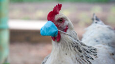 Surtos epidêmicos: agora é a vez da gripe aviária – novamente | Opinião