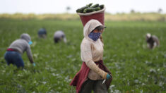Senador chama escassez de mão-de-obra agrícola nos EUA como uma “crise maciça” de sérias consequências econômicas