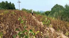 Agricultores de soja na China tem rendimento zero na colheita em sementes fornecidas pelo regime