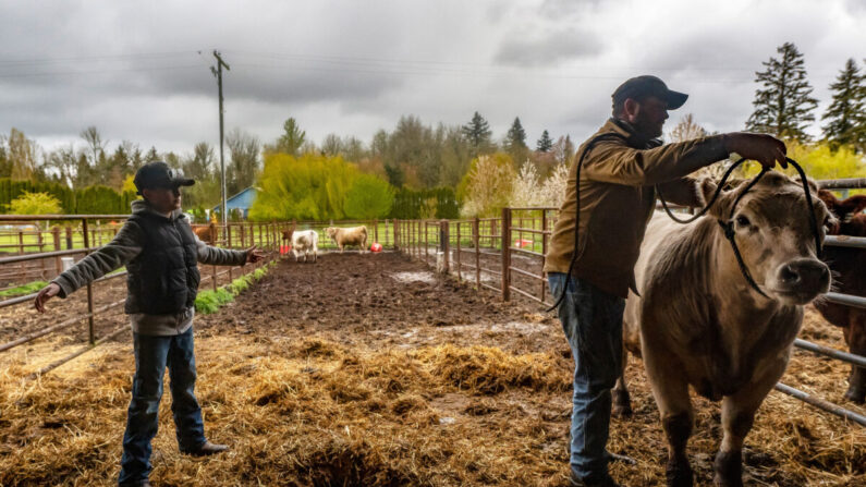 Um fazendeiro e seu filho em uma fazenda em Lebanon, Oregon, em 13 de abril de 2022 (Nathan Howard/Getty Images)
