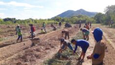 Interesse estrangeiro na demarcação de terras indígenas no Brasil: entrevista exclusiva | parte 1