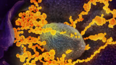 Quase todas as pessoas nos EUA tem anticorpos contra COVID-19: estudo