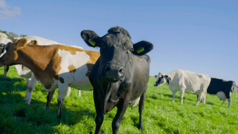 Vacas holandesas da fazenda de Robbin Voorend, que enfrentaria cortes de 90% a 95% em seu gado sob o plano de emissões de nitrogênio do governo (The Epoch Times).