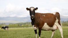Oposição da Nova Zelândia retira apoio a imposto sobre flatulência do gado