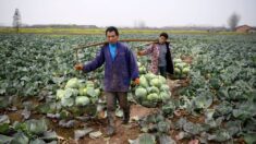 Segurança alimentar da China em crise à medida que sua população envelhece