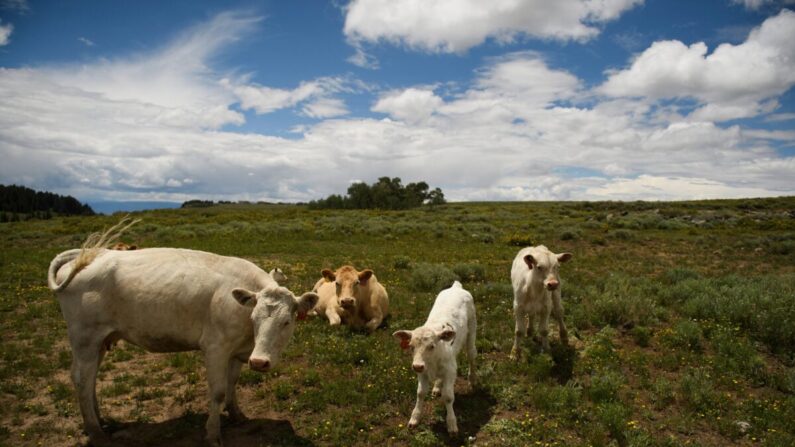 Vacas e seus bezerros em uma foto de arquivo (Patrick T. Fallon/AFP via Getty Images)