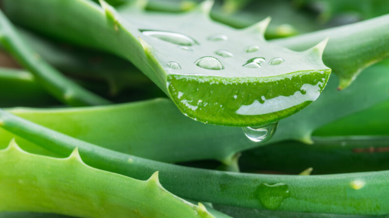 Aloe Vera, popularmente conhecida como Babosa (Shutterstock)