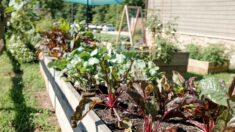 Jardim comestível: dicas de como cultivar alimentos no quintal 