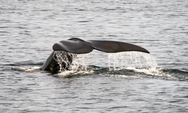Uma baleia franca do Atlântico Norte nada nas águas da Baía de Cape Cod, perto de Provincetown, Massachusetts, em 14 de abril de 2019. (Don Emmert/AFP via Getty Images)