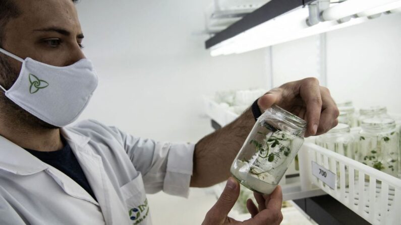 Um cientista estuda plantas geneticamente modificadas na sala de crescimento de um laboratório da empresa de biotecnologia agrícola Bioceres em Rosário, província de Santa Fé, Argentina, em 15 de outubro de 2020 (Foto de MARCELO MANERA/AFP via Getty Images)