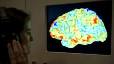 Cérebros inteligentes são mais lentos no processamento de informações complexas: estudo