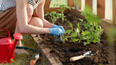 Quer uma horta saudável e abundante? Comece com o solo. Dicas e testes rápidos para melhorar a saúde do solo