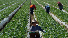 Crise na escassez de trabalhadores agrícolas nos EUA reforça migração ilegal