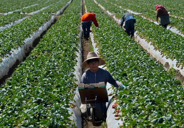 Trabalhadores migrantes colhem morangos em uma fazenda perto de Oxnard, Califórnia (Joe Klamar/AFP via Getty Images)