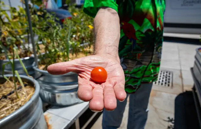 Alan Smith segura um tomate fresco no Garden of Hope, localizado atrás da Catholic Charities of Orange County, em Santa Ana, Califórnia, em 7 de julho de 2022. (John Fredricks/The Epoch Times)
