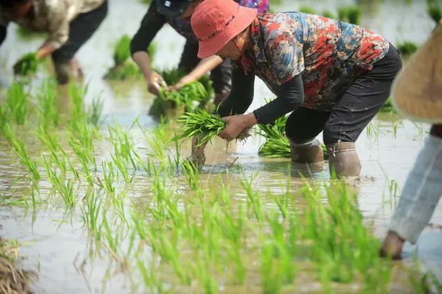 Agricultores trabalham nos campos em Yangzhou, na província chinesa de Jiangsu, em 6 de junho de 2018. (VCG via Getty Images)
