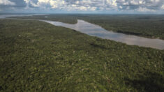 Banco do Brasil assina acordo com Banco Mundial para promover a proteção da Amazônia