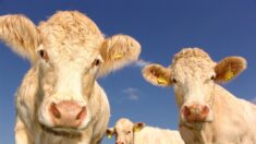 Agenda 2030 no Agronegócio: cadeia produtiva de carne bovina em risco