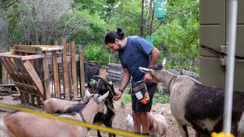 O rebanho de cabras de Juan Camacho se reúne para a hora do lanche (Annie Holmquist)
