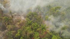 França envia 40 bombeiros à Bolívia para ajudar a combater incêndios florestais