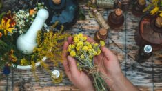 Fitofármacos caseiros: como extrair a essência de plantas medicinais em sua cozinha