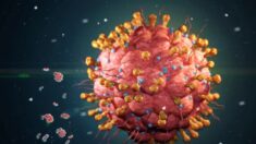 Vírus reativados após vacinação ou infecção de COVID-19 podem estar associados à linfopenia: estudo
