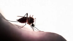 Roupas livres de inseticidas evitam 100% das picadas de mosquito
