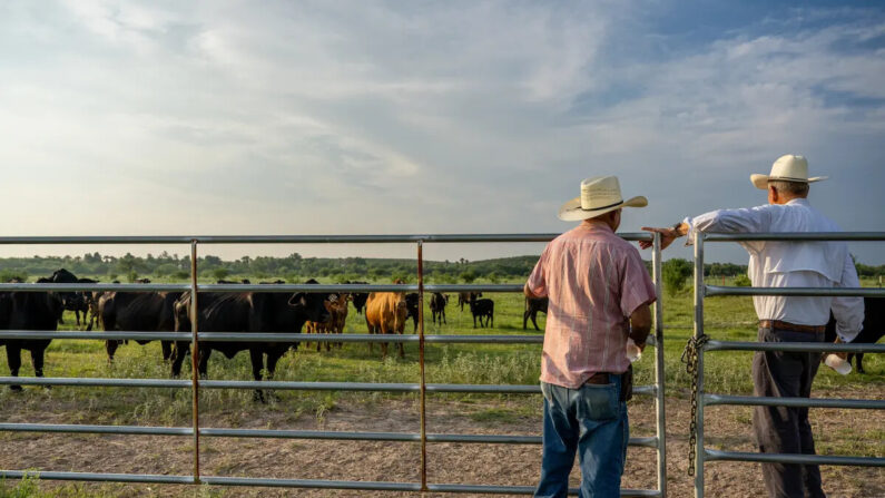 Pecuaristas examinam seu rebanho de gado em Quemado, Texas, em 13 de junho de 2023 (Brandon Bell/Getty Images)
