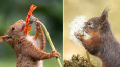Fotógrafo captura adoráveis esquilos cheirarando flores