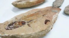 Fósseis repatriados da França vão para museu no Ceará