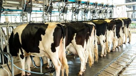 Audiência avalia eficácia de programa de incentivo a produtor de leite