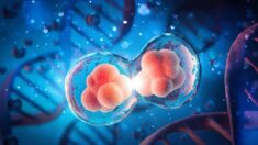 “Esperança para uma longevidade saudável”: estudo descobre o gatilho para o envelhecimento celular