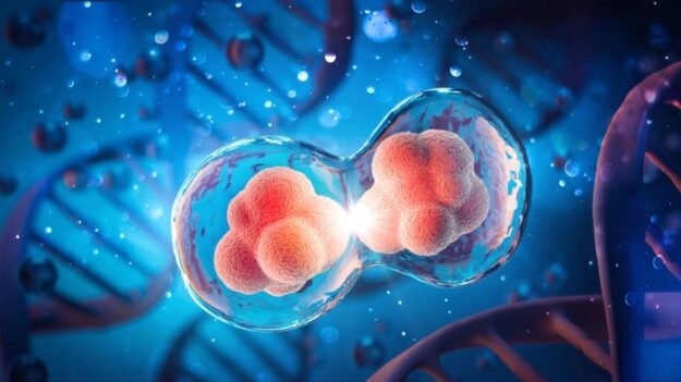 “Esperança para uma longevidade saudável”: estudo descobre o gatilho para o envelhecimento celular