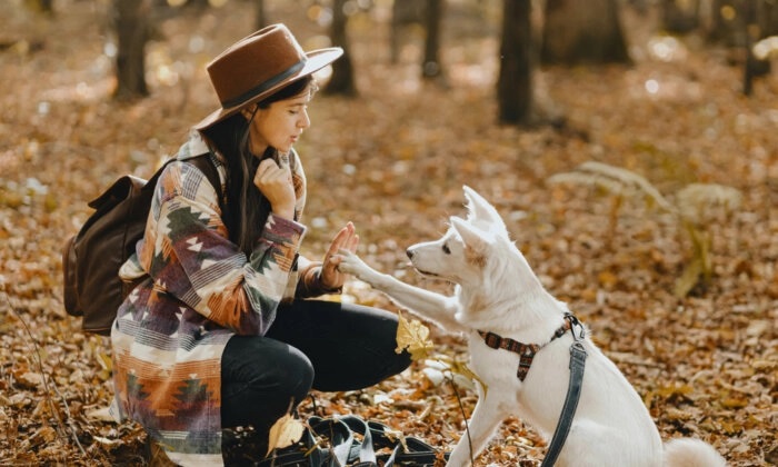 Cães são os nossos melhores amigos (Bogdan Sonjachnyj/Shutterstock)
